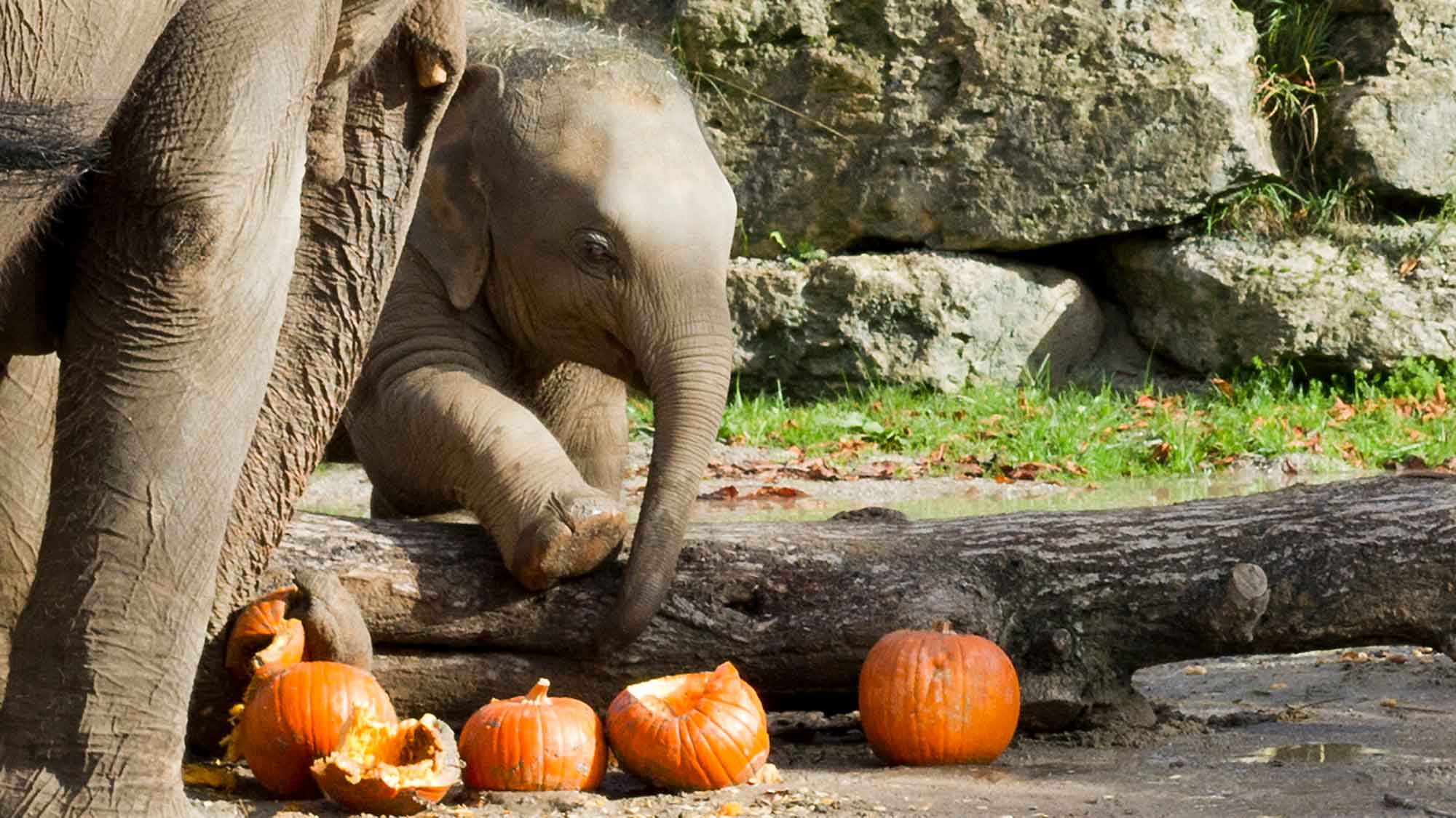 Zoo Leipzig: farbenfrohes Halloween Spektakel, lostenfreier Eintritt für Kinder im Kostüm. 31. Oktober 2023