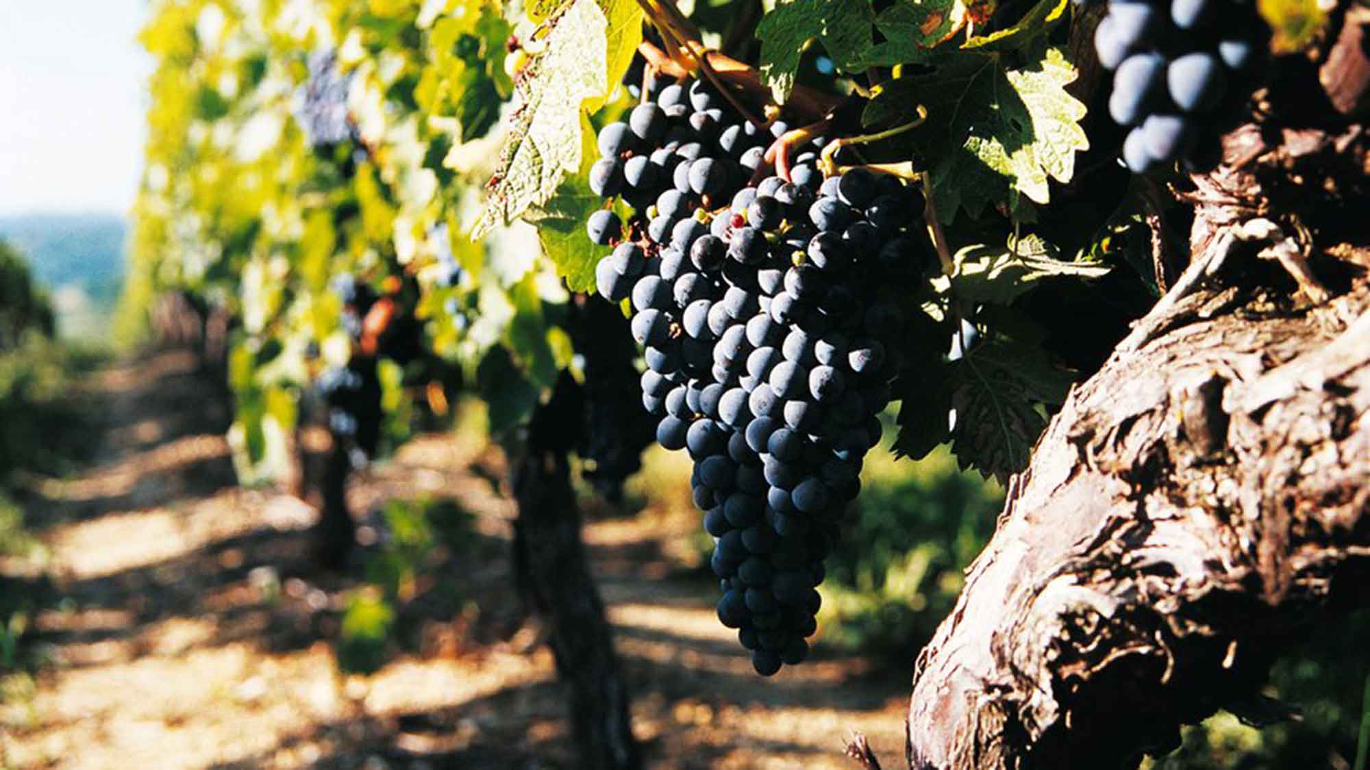 Die Seele des Bordeaux Weins entdecken