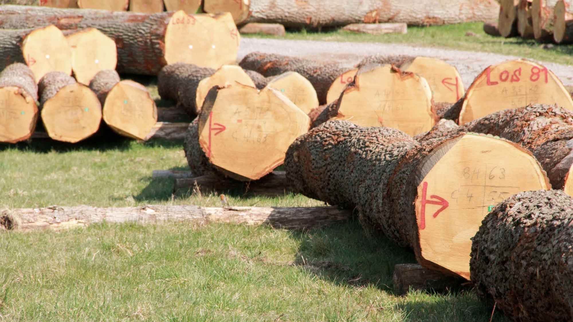 Keine Wertholzsubmission 2024, Forstabteilung des Landesverbandes Lippe reagiert auf aktuelle Marktsituation