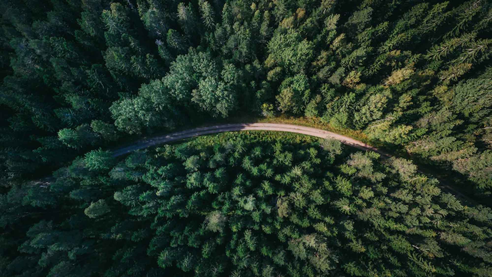 Albert Ludwigs Universität Freiburg: »Die Rolle von Wäldern im Klimaschutz wird zu optimistisch eingeschätzt«