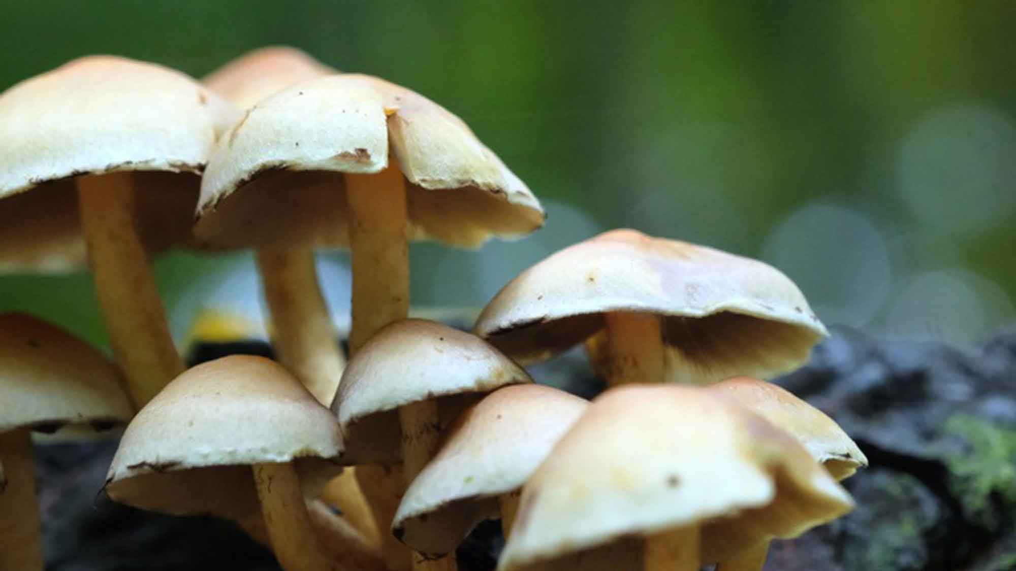 Deutsche Bundesstiftung Umwelt (DBU): Das »Wood Wide Web« der Pilze sichern