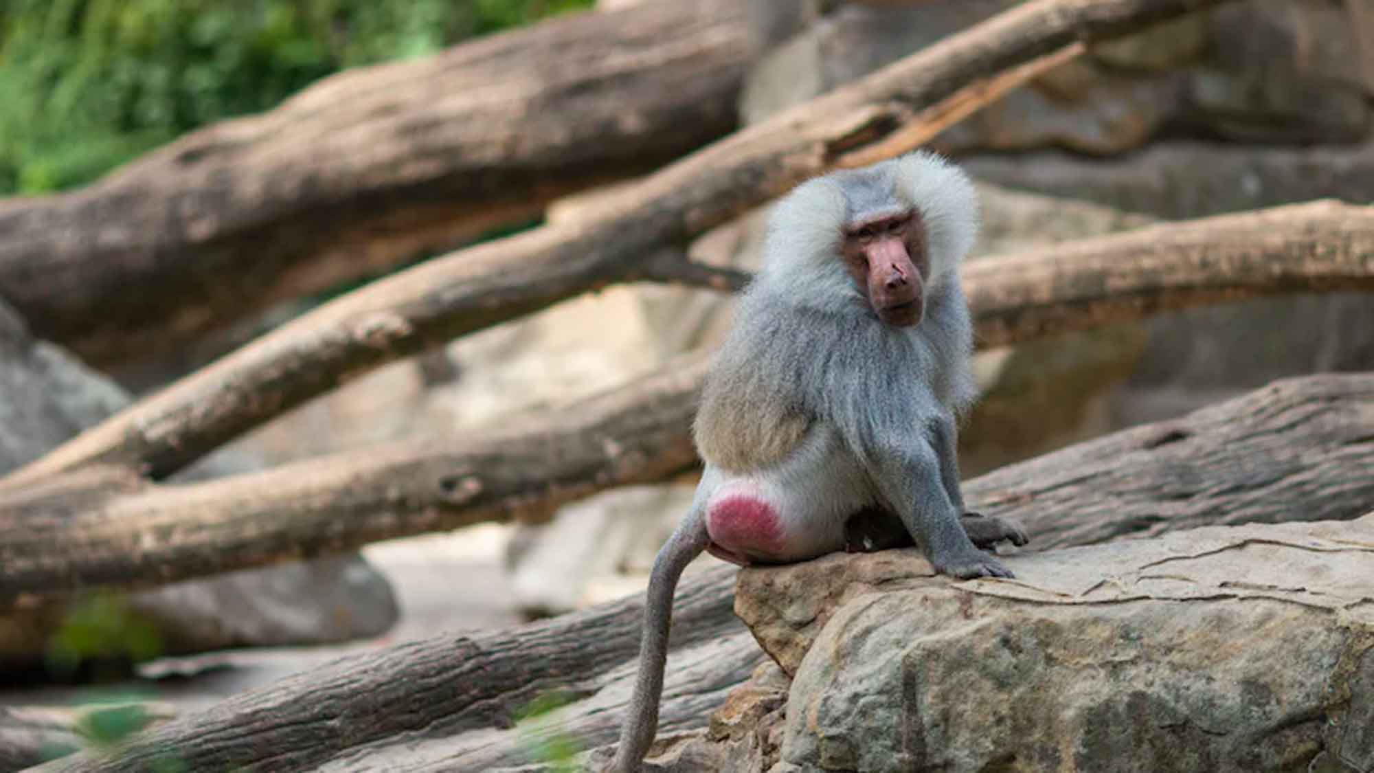 Ärzte gegen Tierversuche: Zoo gibt Affen an Tierversuchslabor