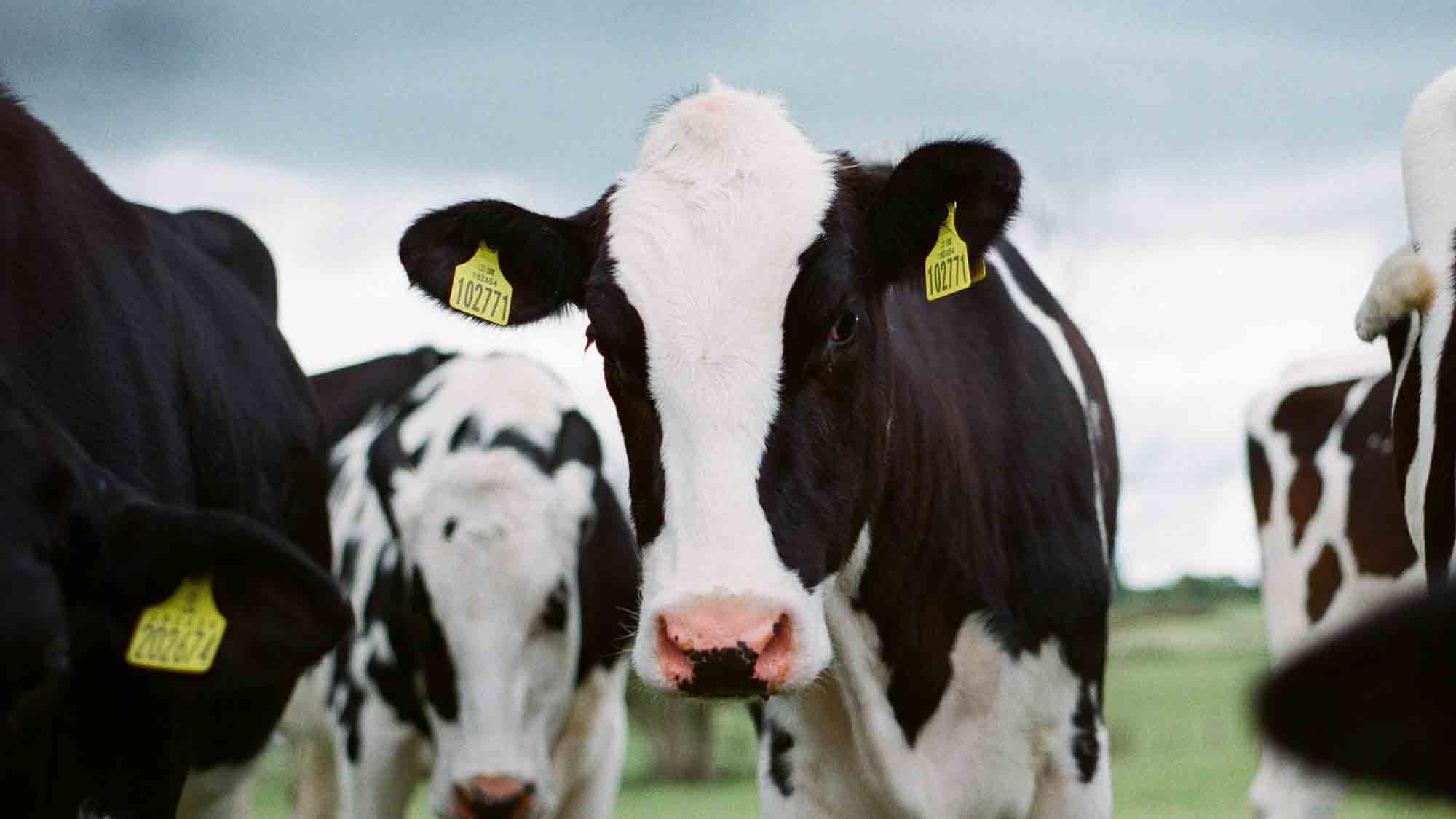 Landwirtschaftskammer Nordrhein Westfalen: Fütterung von Milchkühen, Obstbäume, Meistertitel in der Forstwirtschaft