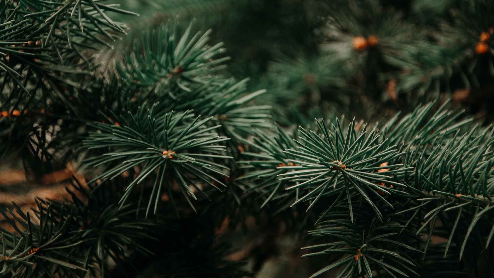 BUND Weihnachtsbaumtest 2023: Mehr als 2 Drittel der Bäume mit Pestiziden belastet