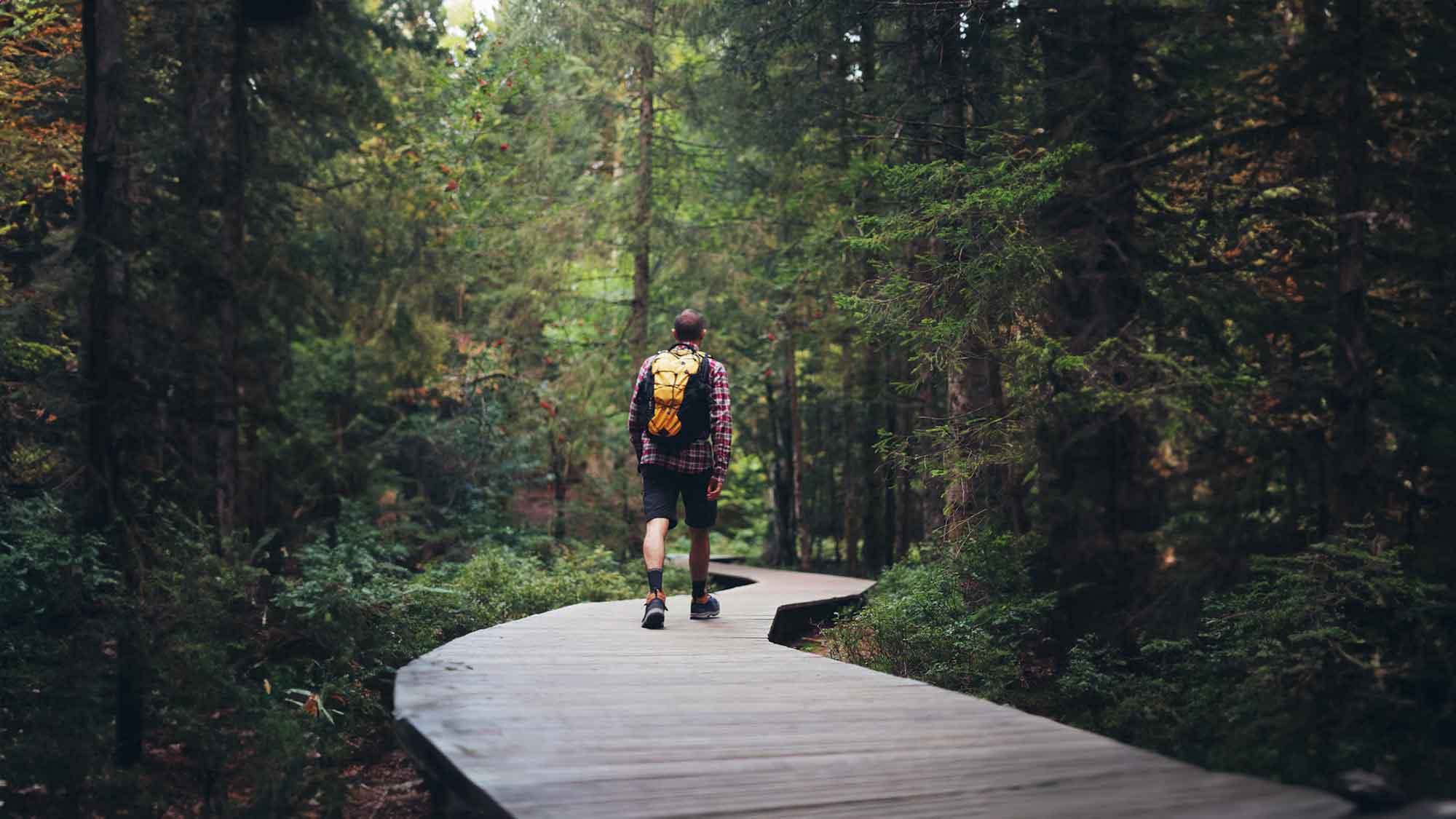 Projekt des Deutschen Wanderverbands untersucht Nutzungskonflikte im Wald