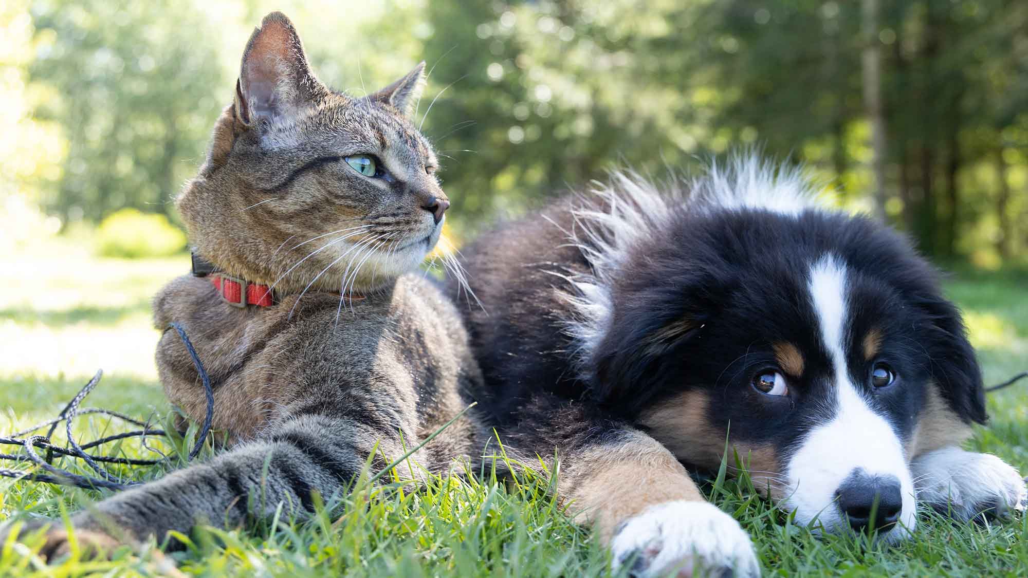 Erste Hilfe für Miezi und Bello: Tipps bei Notfällen mit Katzen und Hunden