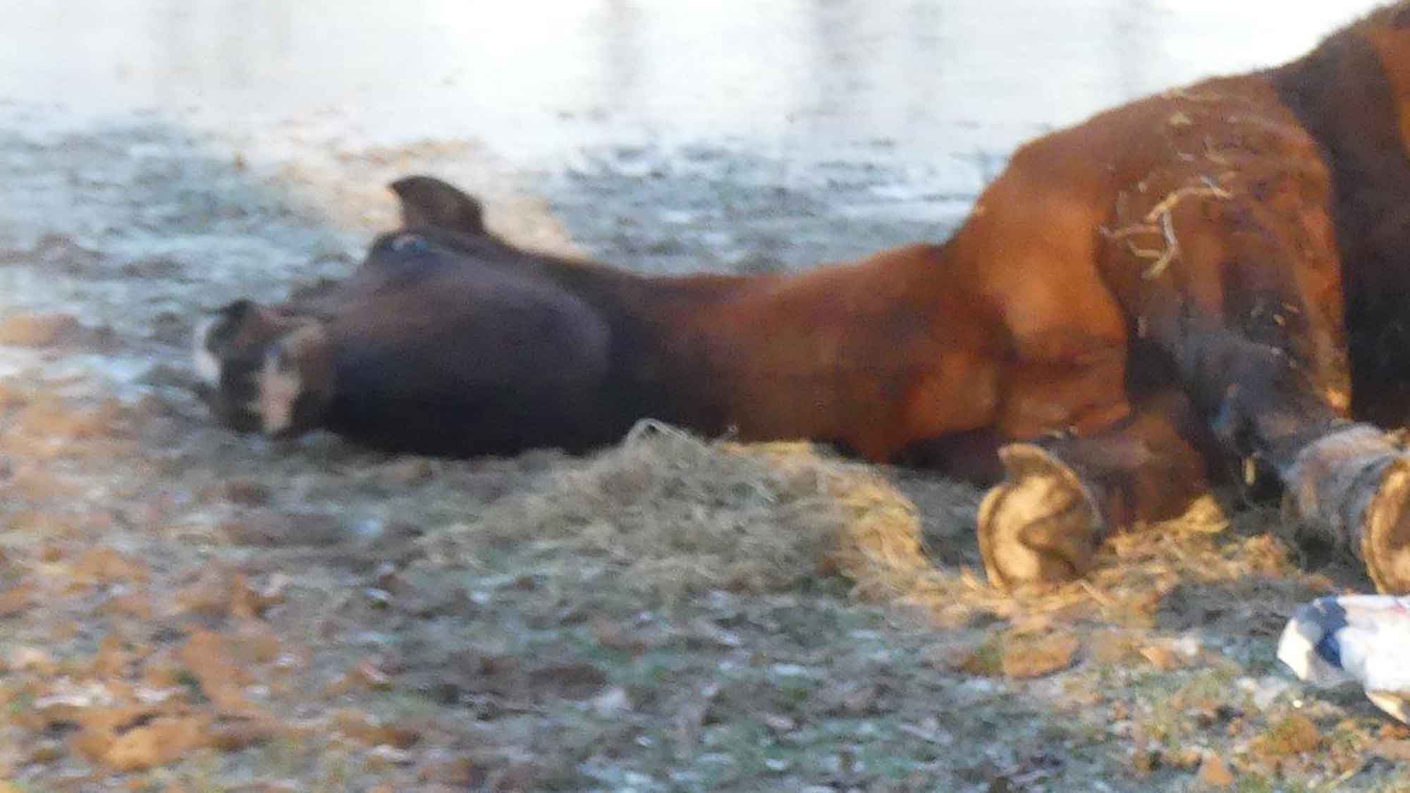 »Achtung für Tiere«: Pferd in vorhersehbarer Notlage der Behörde längst bekannt