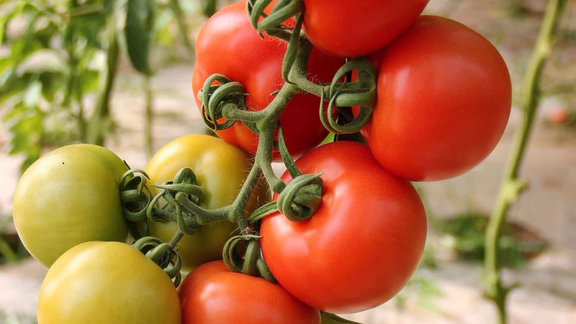 Verein Testbiotech: Gentechnik Tomaten in Supermärkten angekommen