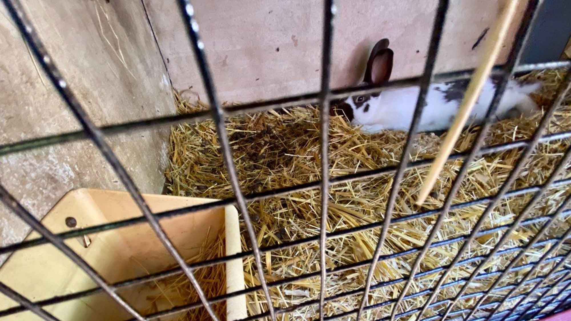 Petition gegen Kaninchenausstellung im Gartenschaupark Rietberg