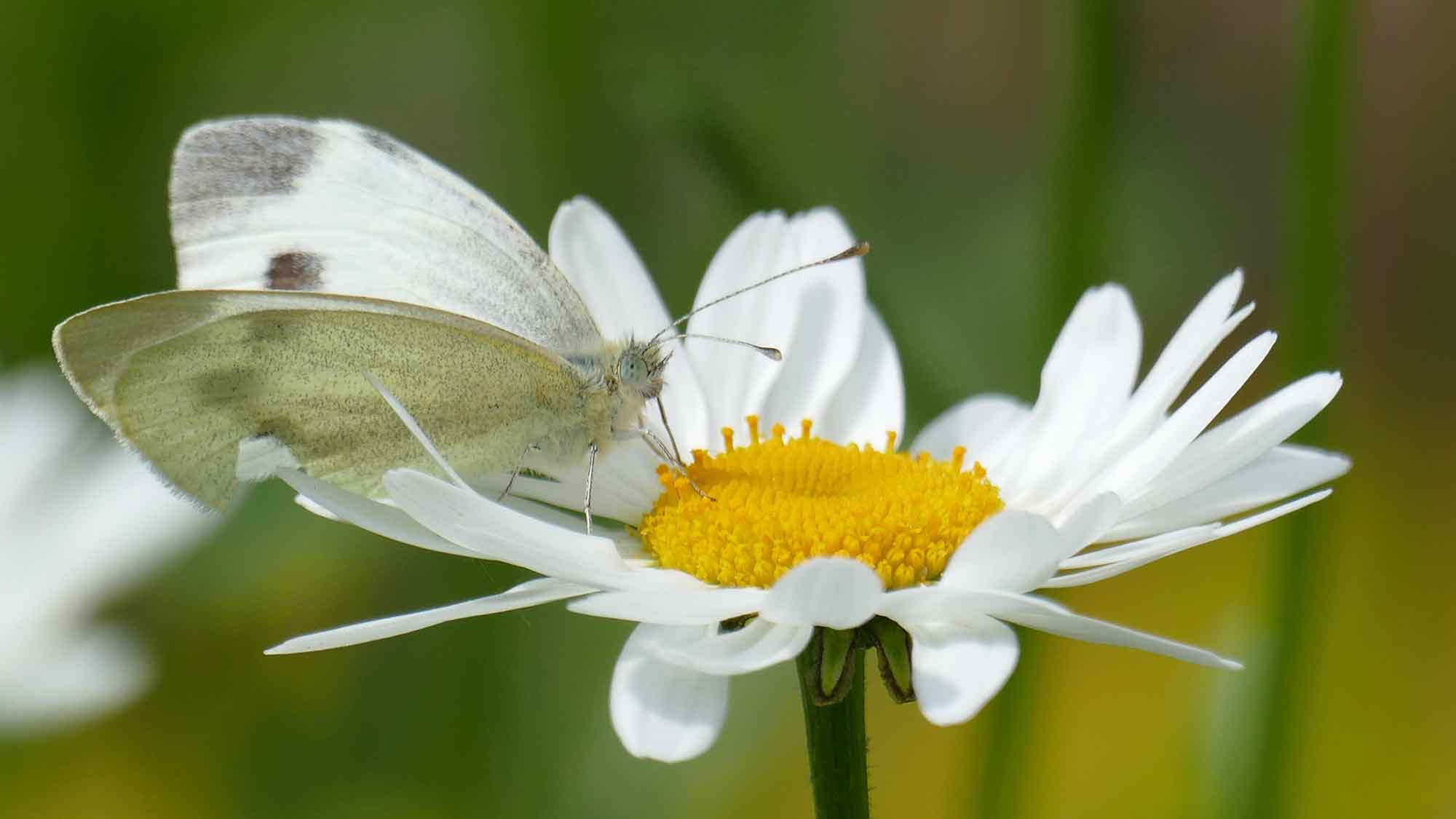 Gütersloh: Stadtverwaltung fördert insektenfreundliche Gärten mit kostenlosen Wildblumensamenmischungen